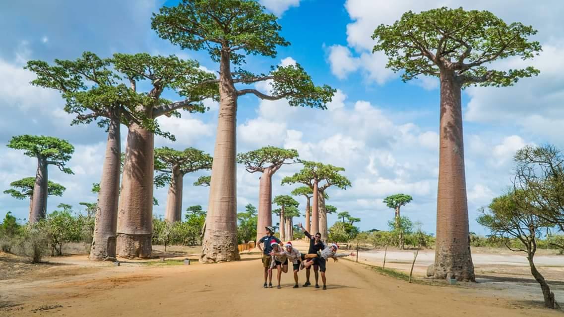 Allée des Baobabs, Morondava