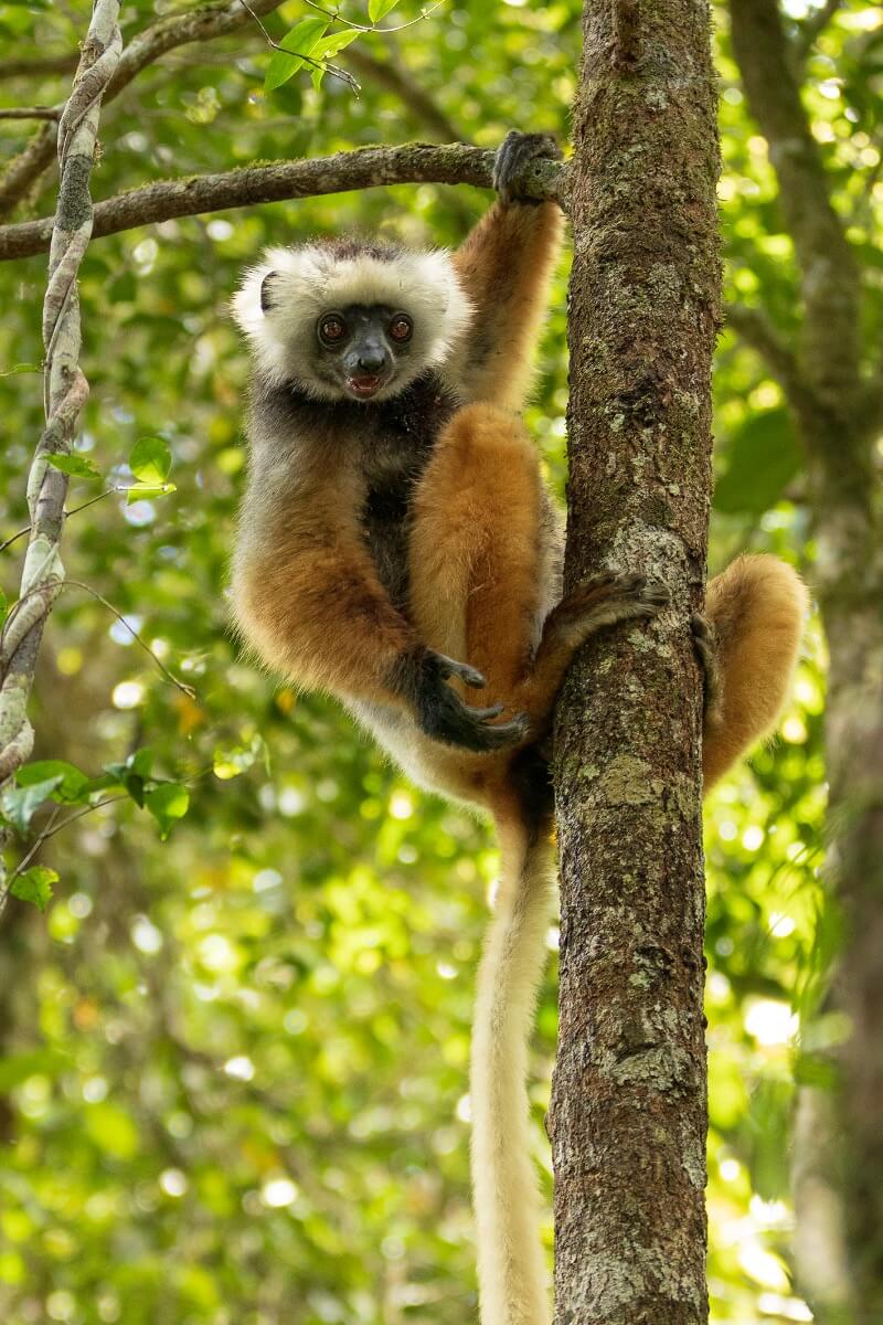 Lémurien de Madagascar
