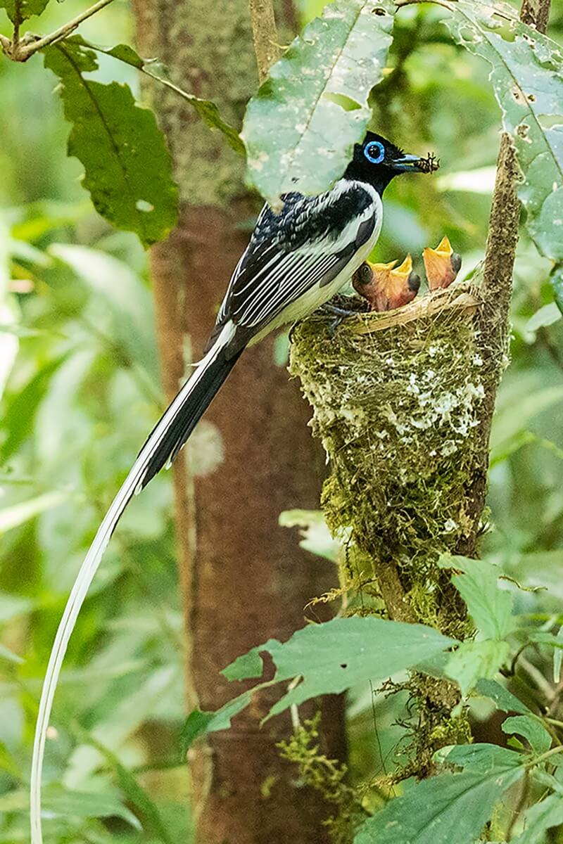 Oiseau endémique de Madagascar